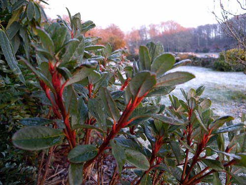 brachyanthum hypolepidotum