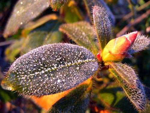 ciliatum