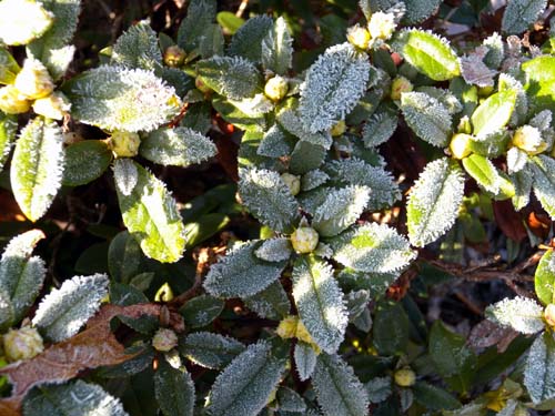glaucophyllum