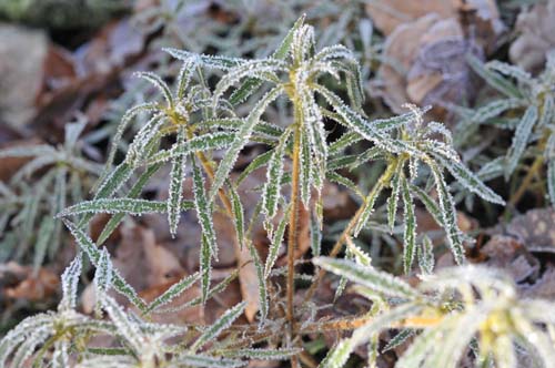 linearifolium