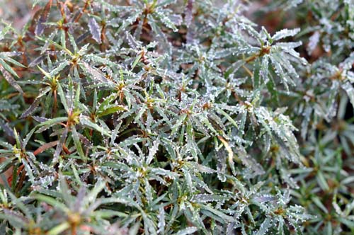 polifolia