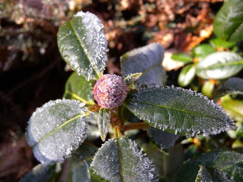 roseatum