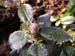 roseatum